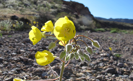 Frank Schneider Mojave Photgraphy