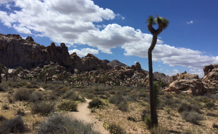 Frank Schneider Mojave Photgraphy