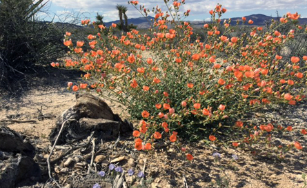 Frank Schneider Mojave Photgraphy