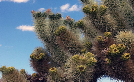 Frank Schneider Mojave Photgraphy