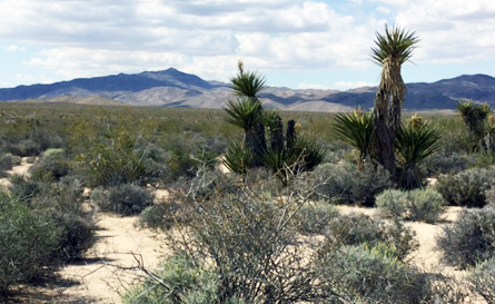 Frank Schneider Mojave Photgraphy